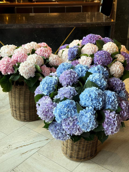 Композиція з гортензій 