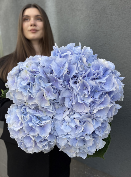 Монобукет з гортензії Sarena Blue